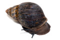 Archachatina marginata ovum Nigeria XXL adult
